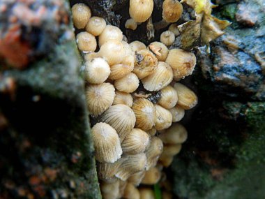 Yerde Alan İçin Yarışan Küçük Kara Mantarlar. Yüksek kalite fotoğraf