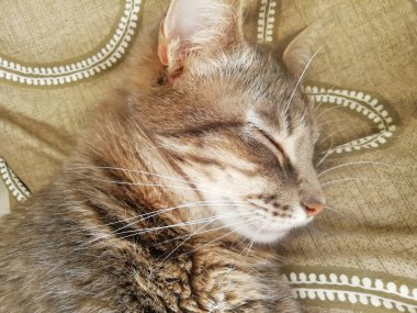 Tabby cat lies on a cardboard scratching post and looks into the camera. High quality photo
