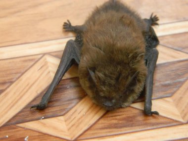 Daubentons bat Myotis daubentonii, with beautiful black coloured background. Colorful brown bat on the stone in the cave at night. Wildlife scene from nature. High quality photo