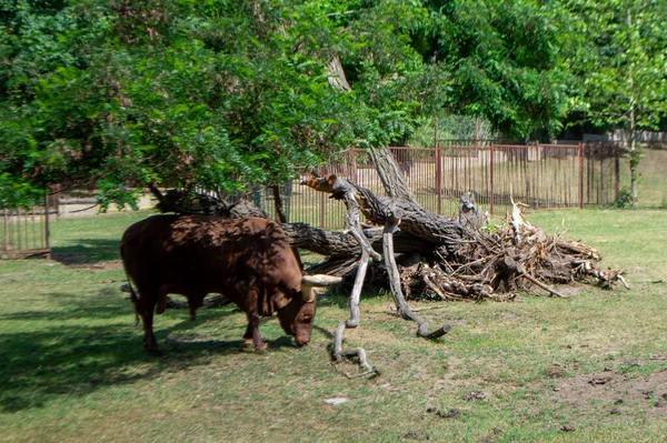 Una Vaca Marrón Ankole Con Cuerno Grande Está Comiendo Hierba — Foto de Stock