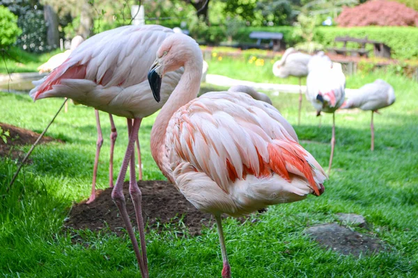 Foto Rosa Pássaros Grandes Flamingo Maior Flamingo Americano Phoenicopterus Ruber — Fotografia de Stock