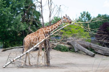 Bir zürafa üzerinde ağaçlar ve devrilmiş bir ağaçla bir tarlada duruyor. Yüksek kalite fotoğraf