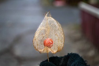 Sonbahar renkleri. Kurutulmuş Physalis physalis peruviana altın bir kafese benziyor. Yüksek kalite fotoğraf