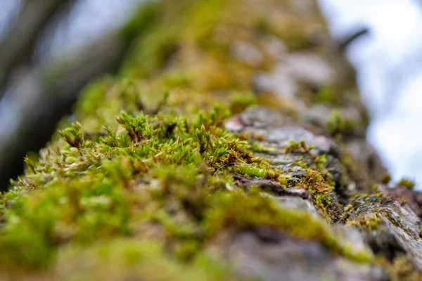 Tree Trunk Moss Sky Background High Quality Photo — Stock Photo, Image