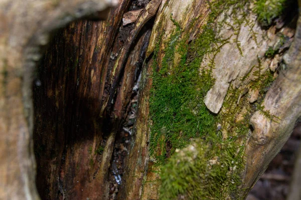 Стовбур Дерева Зеленим Мохом Ньому Високоякісна Фотографія — стокове фото