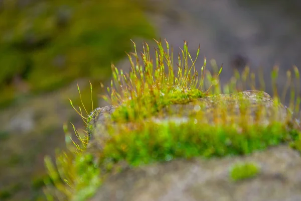 stock image A tree trunk with moss on it and a sky background. High quality photo