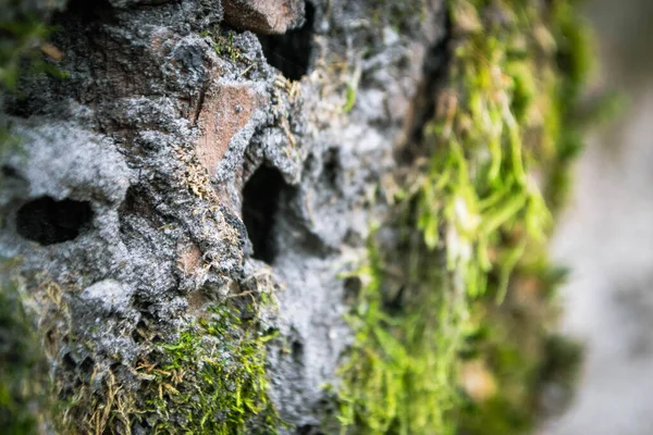 Tree Trunk Moss Sky Background High Quality Photo — Stock Photo, Image
