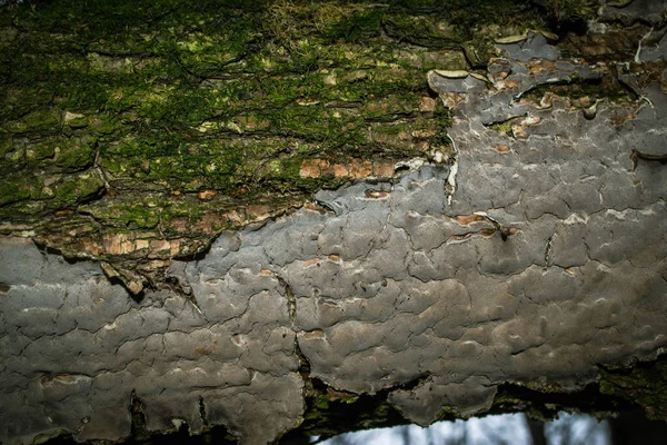 その上に緑の苔の木の幹 高品質の写真 — ストック写真