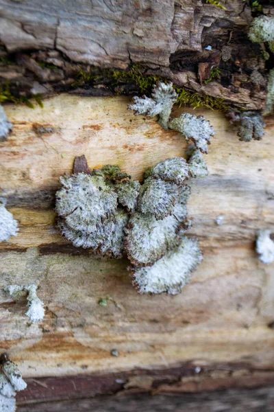 Tree Trunk Mushroom Mushroom Sits Log Woods High Quality Photo — Stock Photo, Image