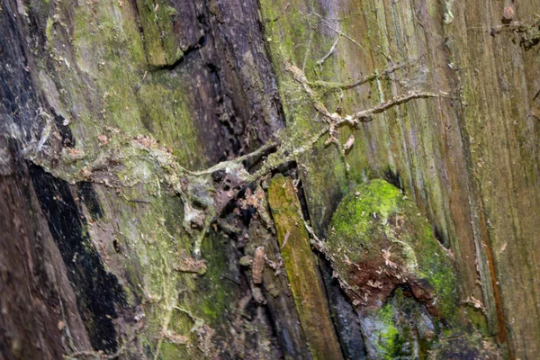 一个树干上有绿色苔藓 高质量的照片 — 图库照片