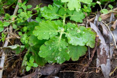Üzerinde su damlaları olan yeşil bir bitki ve yaprakları ıslak. Yüksek kalite fotoğraf