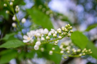 Güzel pembe Sakura çiçekleri, ilkbaharda mavi gökyüzüne karşı kiraz çiçekleri, güneş sızıntısı olan tonlu bir görüntü. Yüksek kalite fotoğraf