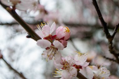 Güzel pembe Sakura çiçekleri, ilkbaharda mavi gökyüzüne karşı kiraz çiçekleri, güneş sızıntısı olan tonlu bir görüntü. Yüksek kalite fotoğraf