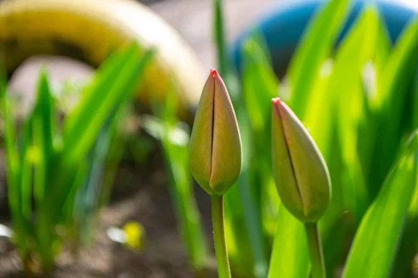 Tulipes Printemps Fleur Avec Des Couleurs Rouge Vert — Photo