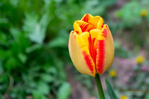 Весенние Тюльпаны Красном Зеленом Цвете — стоковое фото