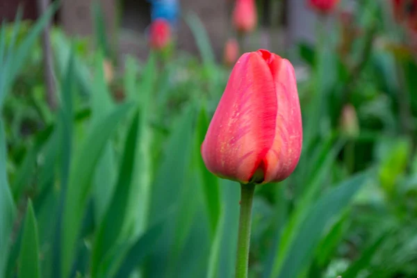 Spring Tulips Bloom Red Green Colors — Foto Stock
