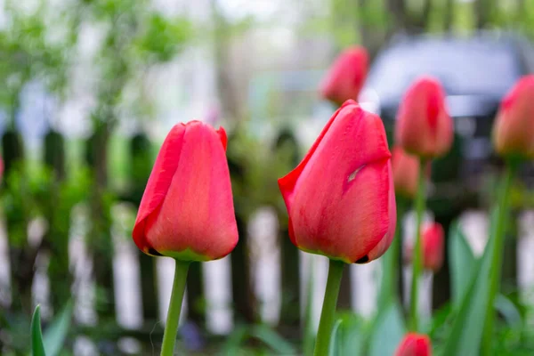 Spring Tulips Bloom Red Green Colors — стоковое фото