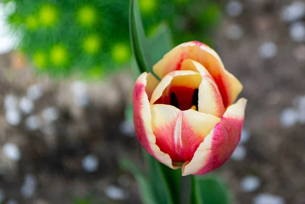 Spring Tulips Bloom Red Green Colors — Stockfoto