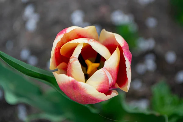 Frühling Tulpen Voller Blüte Mit Roten Und Grünen Farben — Stockfoto