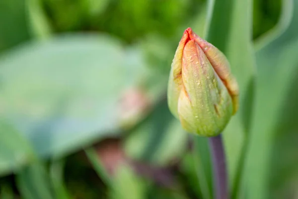 Wiosna Tulipany Rozkwicie Kolorach Czerwonym Zielonym — Zdjęcie stockowe