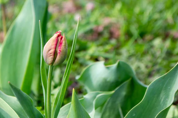 Spring Tulips Bloom Red Green Colors — Foto de Stock