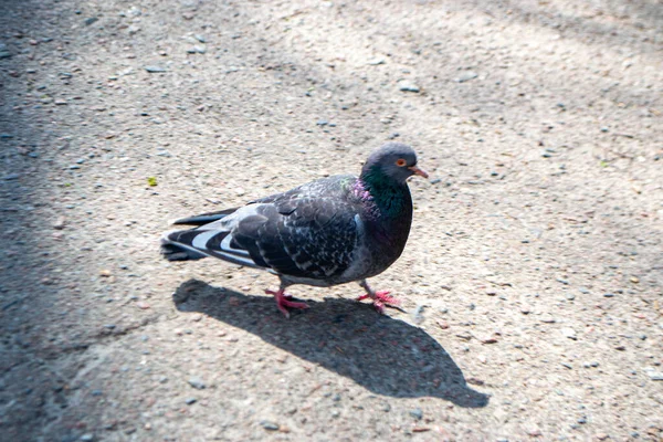 Feral Pigeon Open Beak Street Also Called City Doves City — Stock Photo, Image