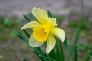 Güzel renkli narsisli ya da nergis çiçeği akşam ışığını kapatır. Narcissus, Amaryllidaceae familyasına ait bir bitki cinsidir. Yüksek kalite fotoğraf. 
