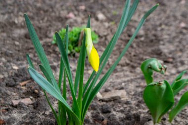 Güzel renkli narsisli ya da nergis çiçeği akşam ışığını kapatır. Narcissus, Amaryllidaceae familyasına ait bir bitki cinsidir. Yüksek kalite fotoğraf. 