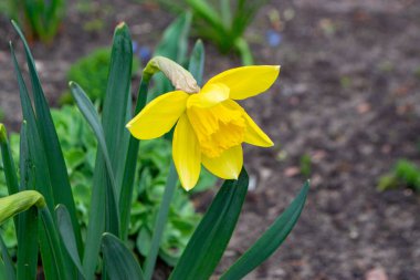 Güzel renkli narsisli ya da nergis çiçeği akşam ışığını kapatır. Narcissus, Amaryllidaceae familyasına ait bir bitki cinsidir. Yüksek kalite fotoğraf. 