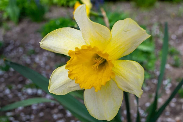Prachtige Kleurrijke Narcissen Narcissen Sluiten Avonds Licht Narcissus Een Geslacht — Stockfoto