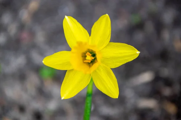 Hermoso Narciso Colorido Narciso Cerrar Luz Noche Narcissus Género Plantas — Foto de Stock