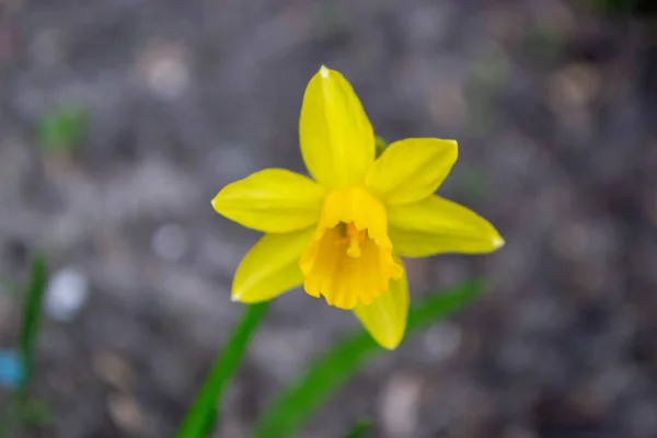 Bela Narciso Colorido Daffodil Fechar Luz Noite Narcissus Género Botânico — Fotografia de Stock