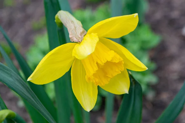 Hermoso Narciso Colorido Narciso Cerrar Luz Noche Narcissus Género Plantas — Foto de Stock