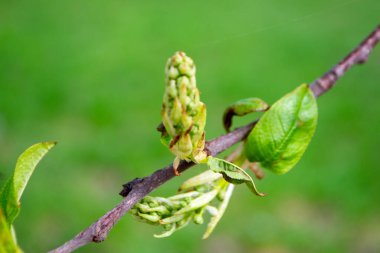 Yeşil yapraklı bir ağaç dalı ve üzerinde akçaağaç kelimesi var. Yüksek kalite fotoğraf