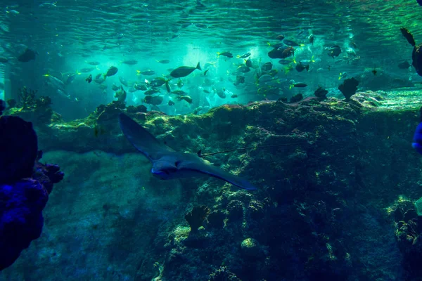 水下世界 自平3D层的图像 顶部视图 海刺灰色 高质量的照片 — 图库照片