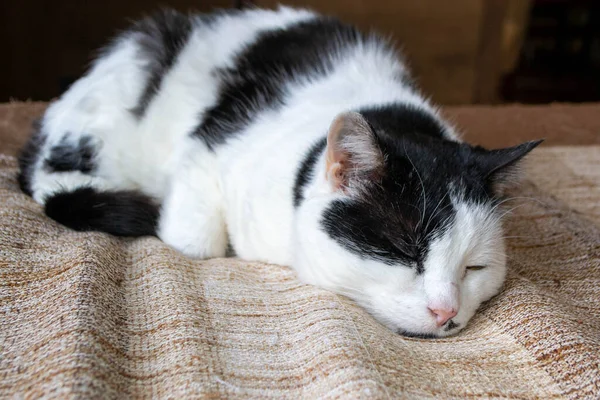 Чорно Білий Кіт Зеленим Оком Спить Коричневій Засмаглої Ковдрі Високоякісна — стокове фото