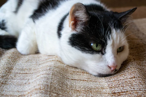 Чорно Білий Кіт Зеленим Оком Спить Коричневій Засмаглої Ковдрі Високоякісна — стокове фото