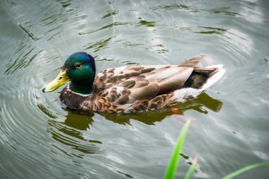 Bir hayvan, yaban arısı ve gölette yüzen bir ördek görüntüsü. Yüksek kalite fotoğraf