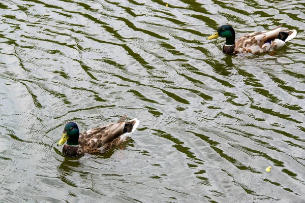 stock image Image of an animal a wild drake and a duck sail on a pond. High quality photo