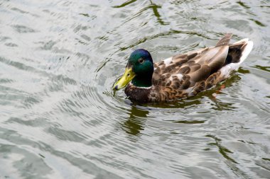 Bir hayvan, yaban arısı ve gölette yüzen bir ördek görüntüsü. Yüksek kalite fotoğraf