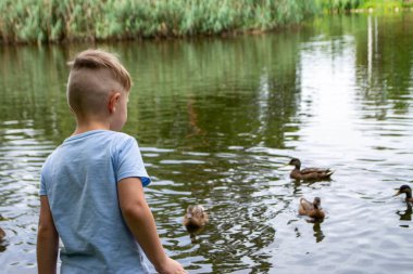 A little boy wearing a blue shirt is playing on a pond with ducks. Vacation resort. High quality photo