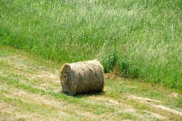 一些有绿色背景的干草包 一丛丛新近收获的干草在一片割碎的草地上 夏季农场的日常工作 — 图库照片