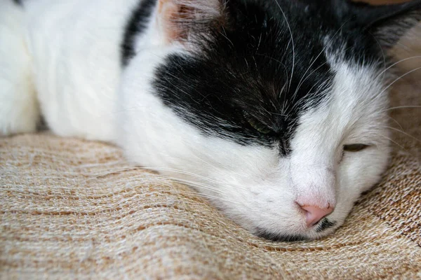 Μια Ασπρόμαυρη Γάτα Πράσινο Μάτι Κοιμάται Καφέ Και Μαυρισμένη Κουβέρτα — Φωτογραφία Αρχείου