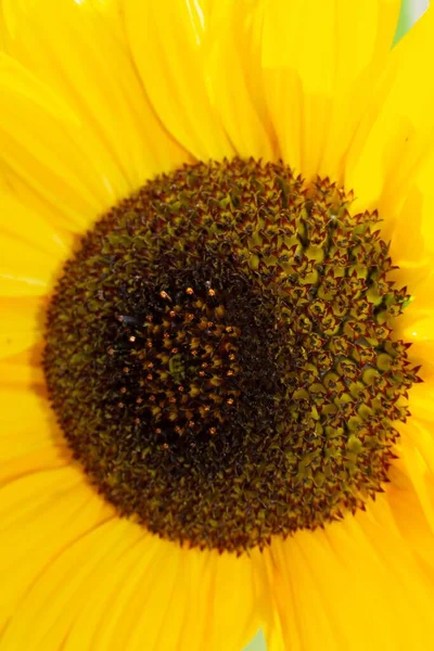 Bee Collecting Pollen Sunflowers Head Nature High Quality Photo — Stockfoto