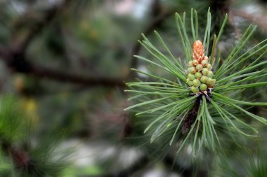 Bir dal çam ve genç bir kozalak. Yüksek kalite fotoğraf