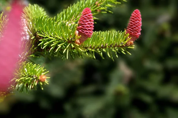 Banch Blue Hoopsi Spruce Fresh New Red Cones Blurred Green — Stockfoto