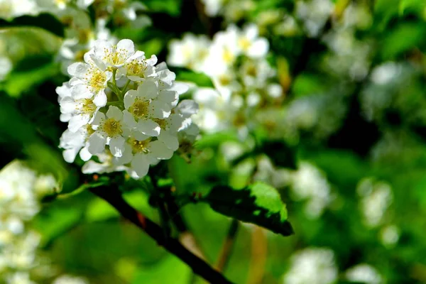 Liście Kwiatów Jabłoni Lub Wiśni Kwitną Wiosną Wiosenny Kwiat Ogrodzie — Zdjęcie stockowe