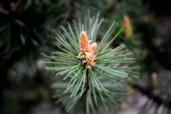 Twig Pine Young Pine Cone High Quality Photo — Foto Stock