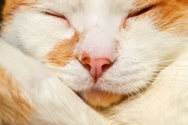 Gato Vermelho Com Manchas Brancas Sonolento Vista Perto Relaxar Gato — Fotografia de Stock