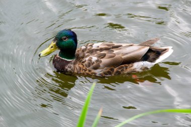 Bir hayvan, yaban arısı ve gölette yüzen bir ördek görüntüsü. Yüksek kalite fotoğraf